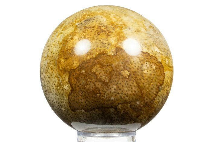 Polished Petrified Palmwood (Palmoxylon) Sphere - Texas #311706